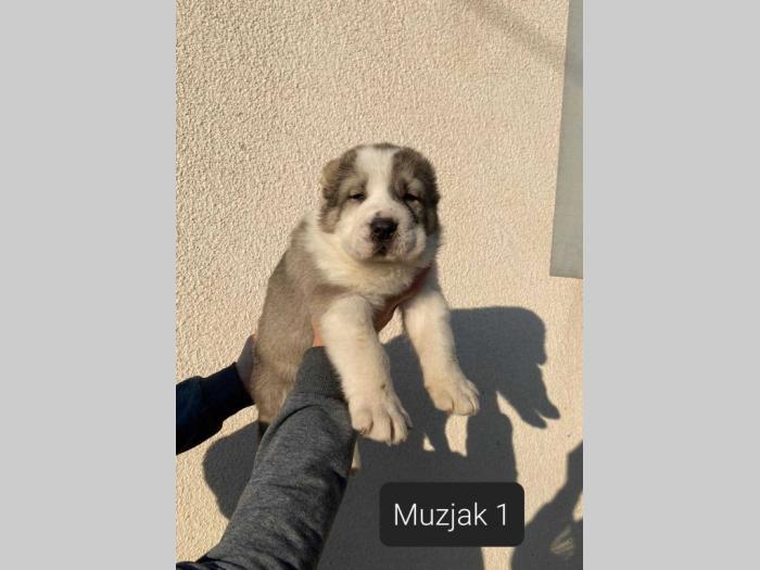 srednjeazijski ovčar štenci besplatni mali oglasi