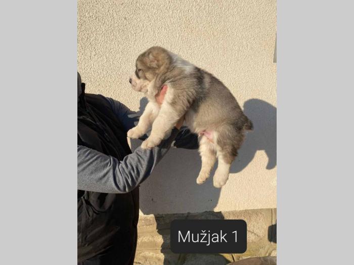 srednjeazijski ovčar štenci besplatni mali oglasi