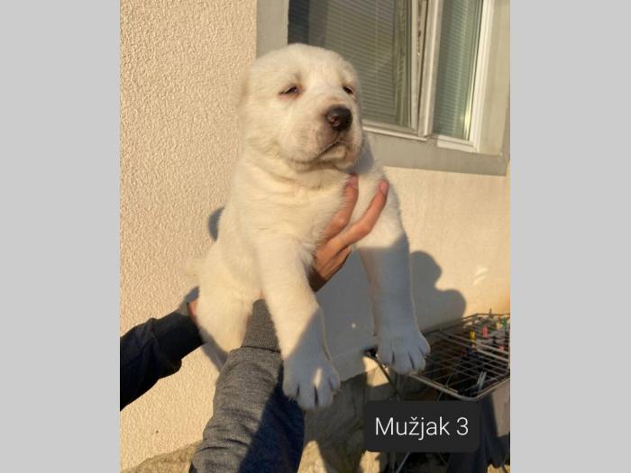 srednjeazijski ovčar štenci besplatni mali oglasi