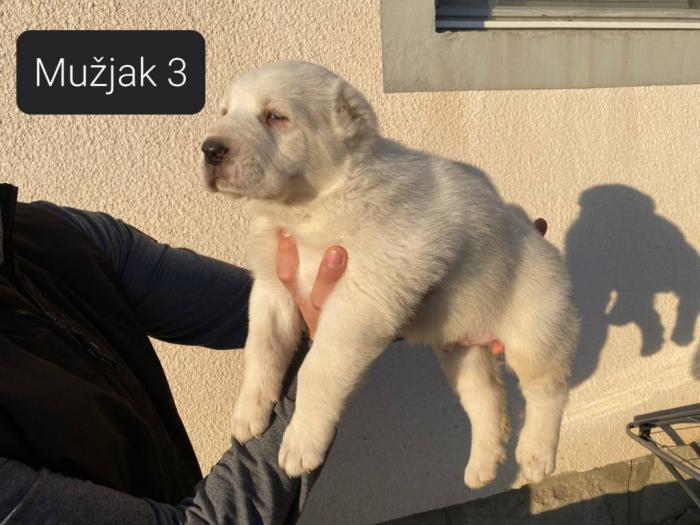 srednjeazijski ovčar štenci besplatni mali oglasi