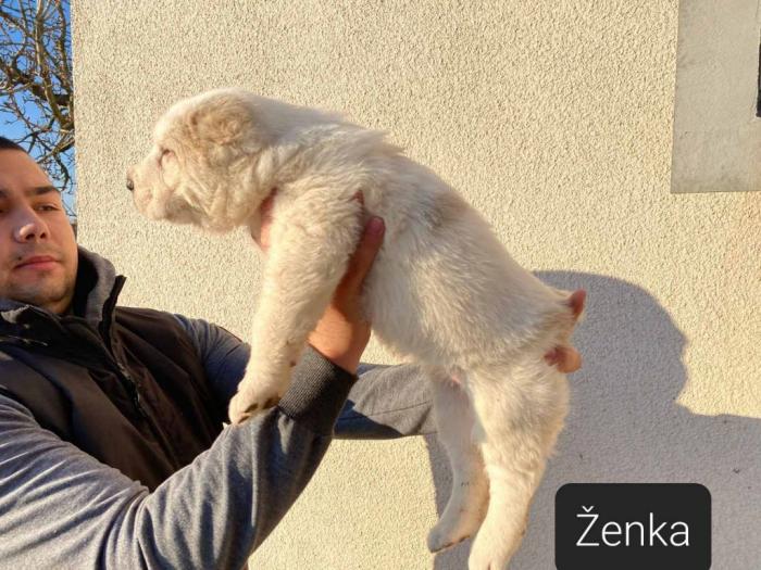 srednjeazijski ovčar štenci besplatni mali oglasi