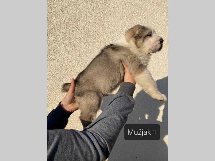 srednjeazijski ovčar štenci besplatni mali oglasi
