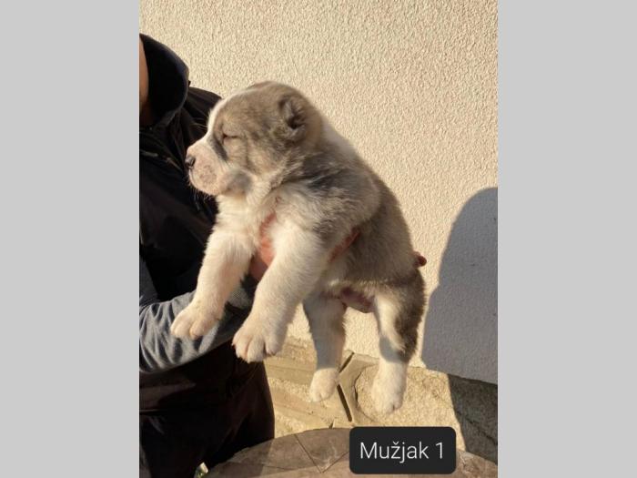 srednjeazijski ovčar štenci besplatni mali oglasi