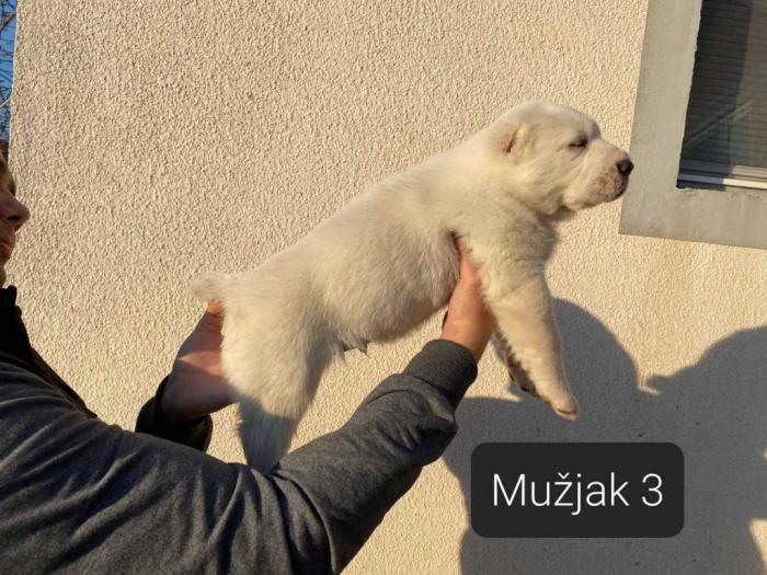 srednjeazijski ovčar štenci besplatni mali oglasi