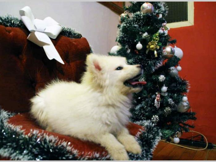 samojed štenci besplatni mali oglasi