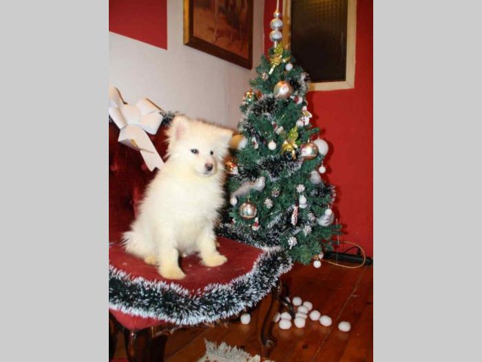samojed štenci besplatni mali oglasi