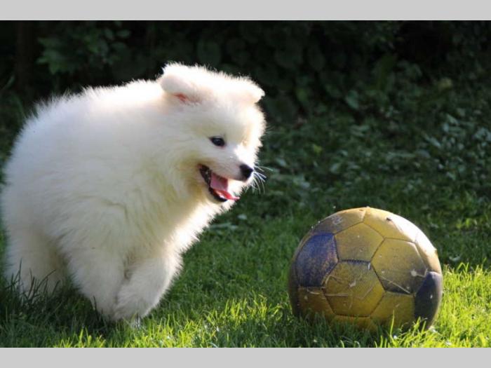 samojed štenci besplatni mali oglasi
