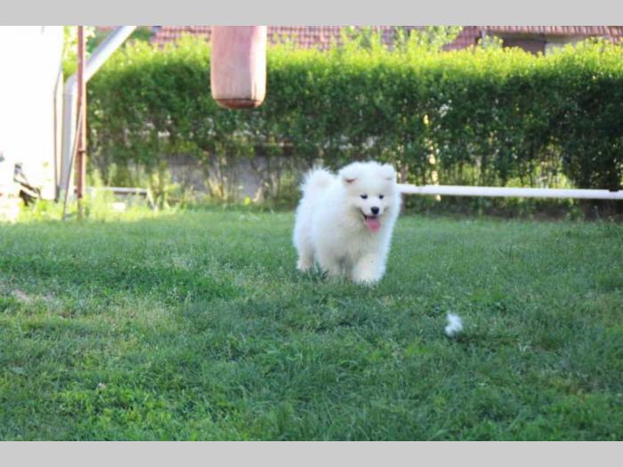 samojed štenci besplatni mali oglasi