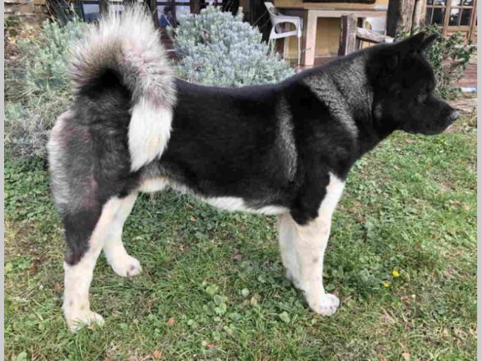 američka akita step šrode roko besplatni mali oglasi