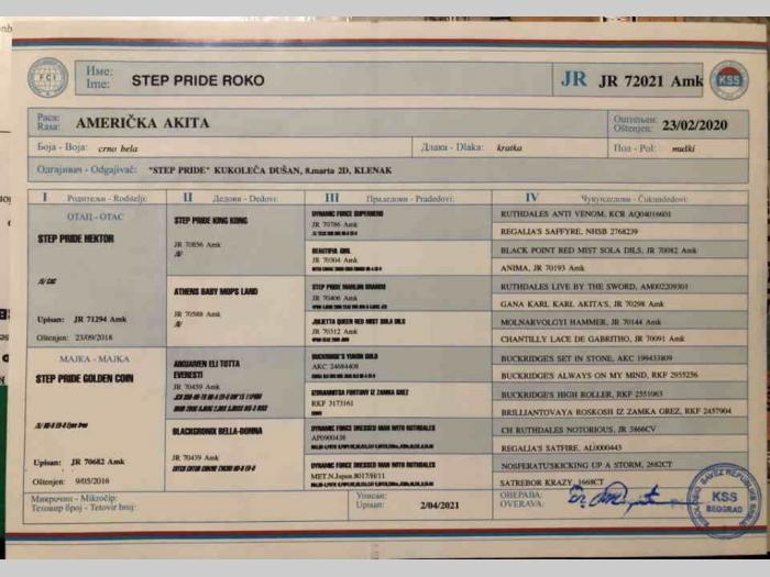 američka akita step šrode roko besplatni mali oglasi