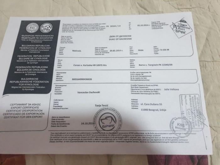 belgijski ovčar štenci besplatni mali oglasi
