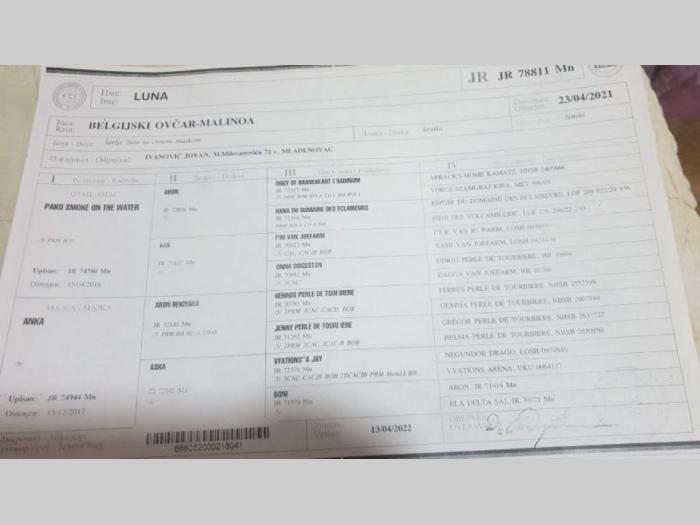 belgijski ovčar štenci besplatni mali oglasi
