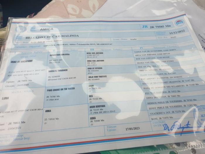 belgijski ovčar štenci besplatni mali oglasi