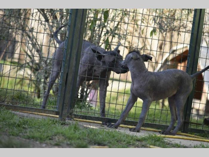 meksički golokoži pas besplatni mali oglasi