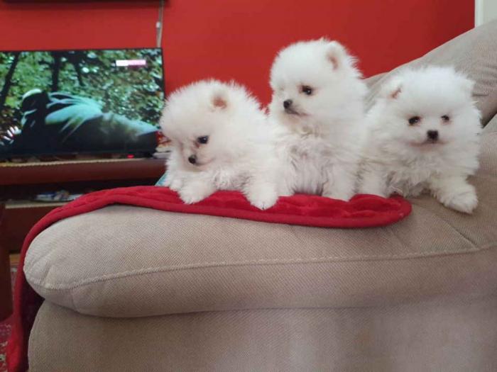 pomeranci boo štenci besplatni mali oglasi