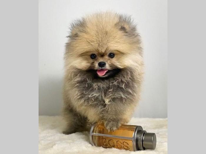 pomeranac boo besplatni mali oglasi