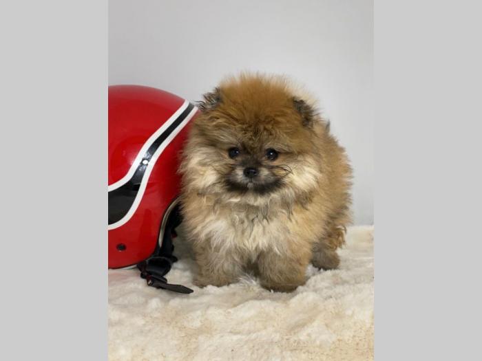 pomeranac boo besplatni mali oglasi