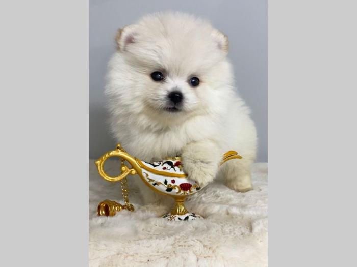 pomeranac boo besplatni mali oglasi