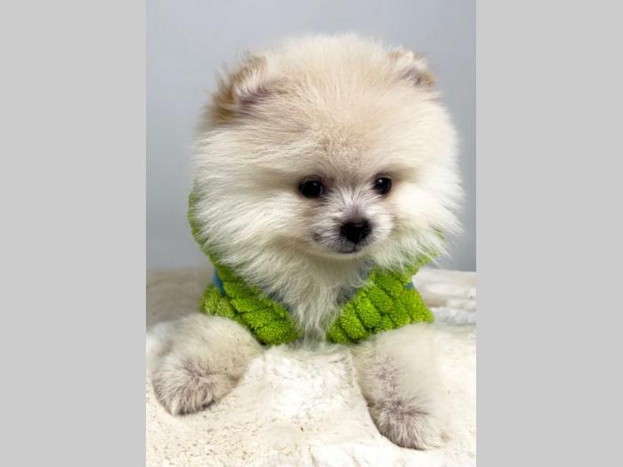 pomeranac boo besplatni mali oglasi