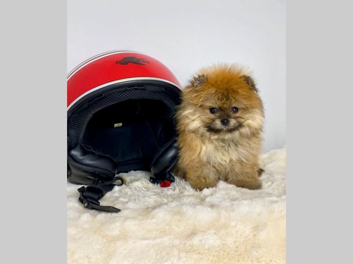 pomeranac boo besplatni mali oglasi