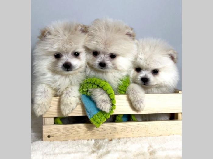 pomeranac boo besplatni mali oglasi