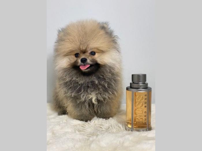 pomeranac boo besplatni mali oglasi