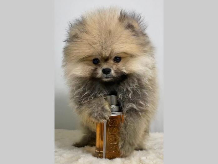 pomeranac boo besplatni mali oglasi