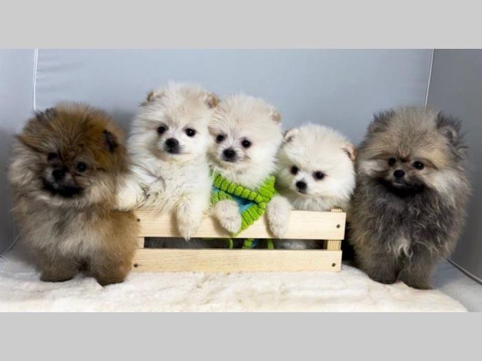 pomeranac boo besplatni mali oglasi