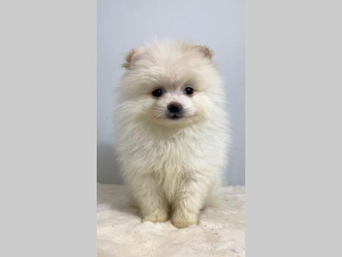 pomeranac boo besplatni mali oglasi