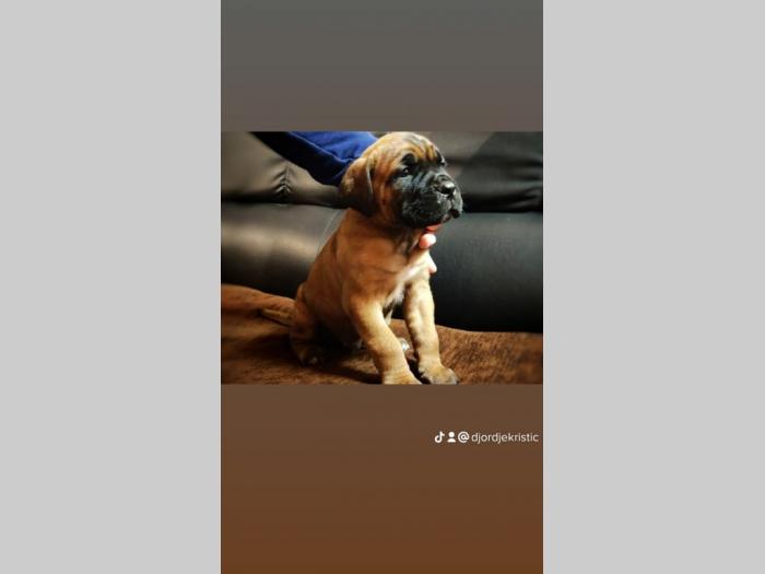 cane corso štenci besplatni mali oglasi