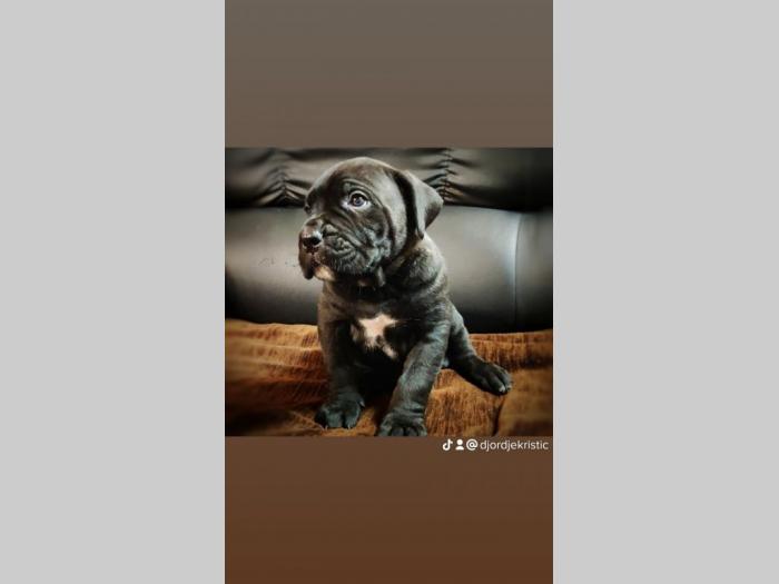 cane corso štenci besplatni mali oglasi