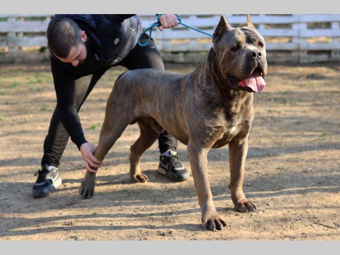 cane corso štenci besplatni mali oglasi
