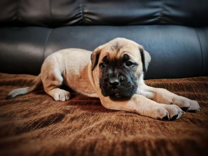 cane corso štenci besplatni mali oglasi