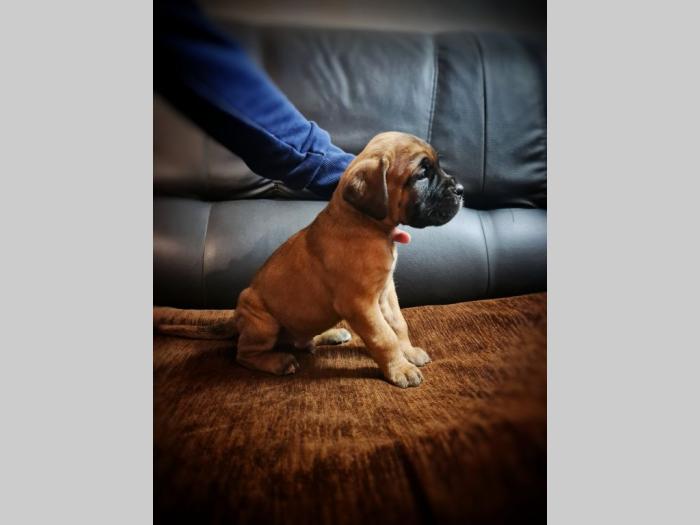 cane corso štenci besplatni mali oglasi