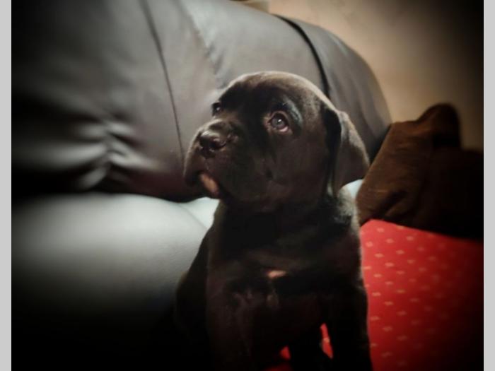 cane corso štenci besplatni mali oglasi