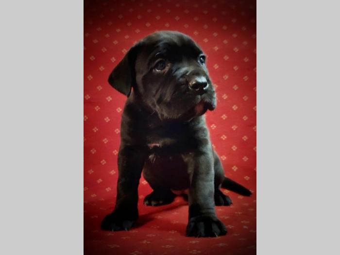 cane corso štenci besplatni mali oglasi