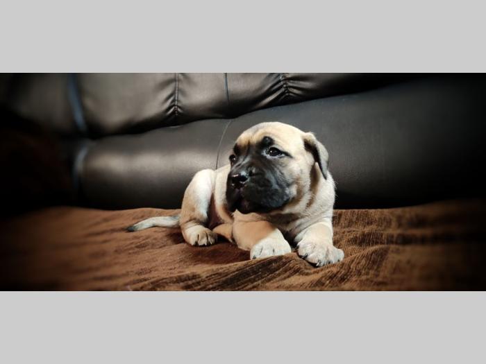 cane corso štenci besplatni mali oglasi