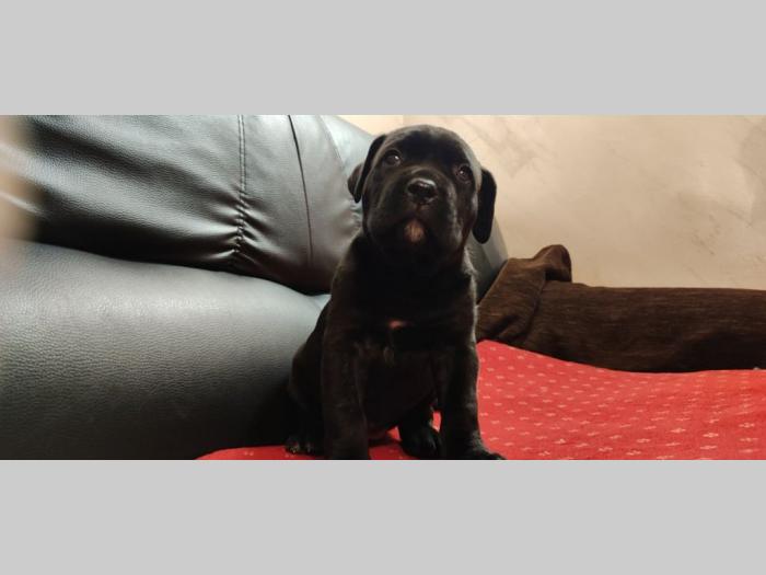 cane corso štenci besplatni mali oglasi