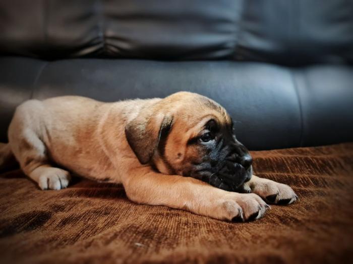 cane corso štenci besplatni mali oglasi