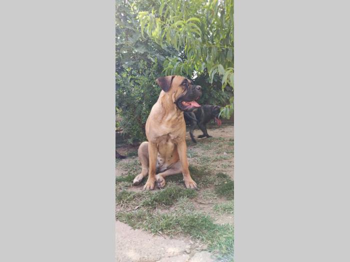 cane corso štenci besplatni mali oglasi