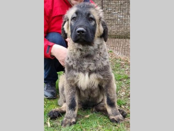 kavkasi ovčar štenci besplatni mali oglasi