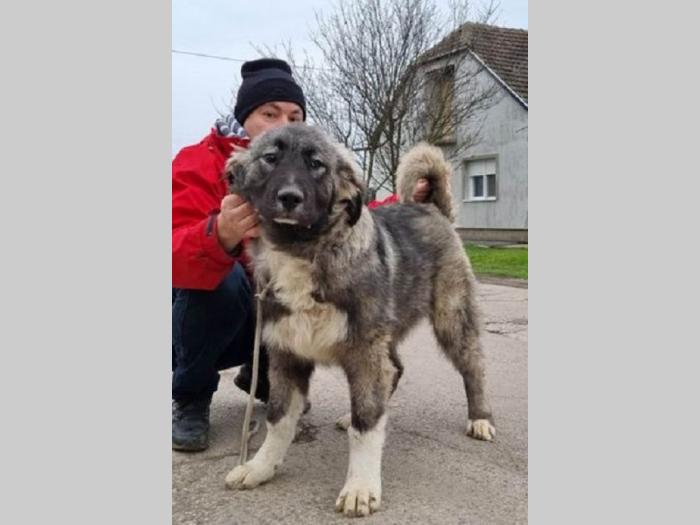 kavkasi ovčar štenci besplatni mali oglasi