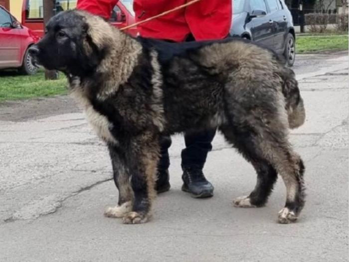 kavkasi ovčar štenci besplatni mali oglasi