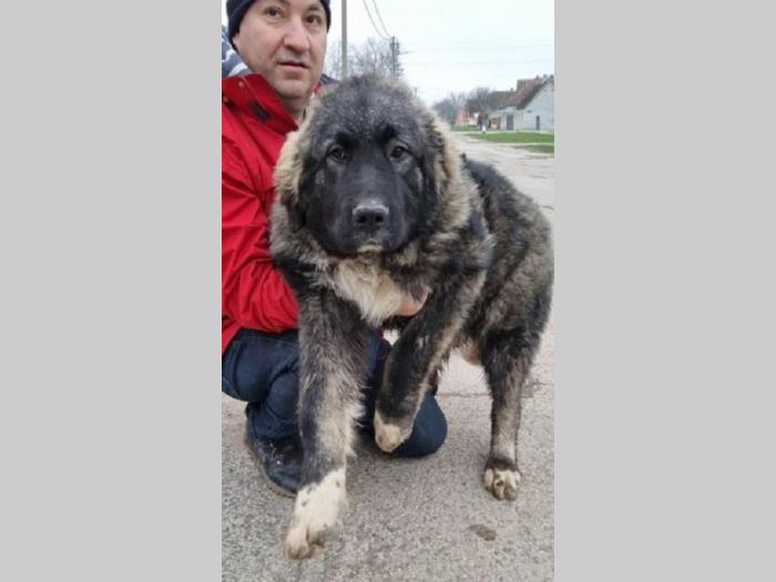 kavkasi ovčar štenci besplatni mali oglasi