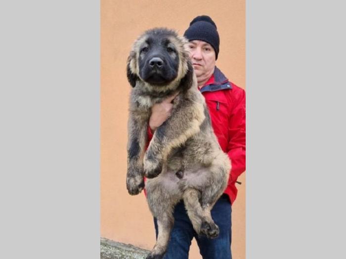 kavkasi ovčar štenci besplatni mali oglasi