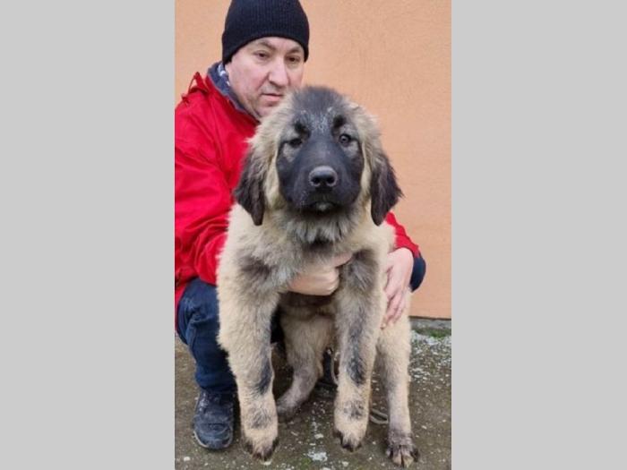 kavkasi ovčar štenci besplatni mali oglasi