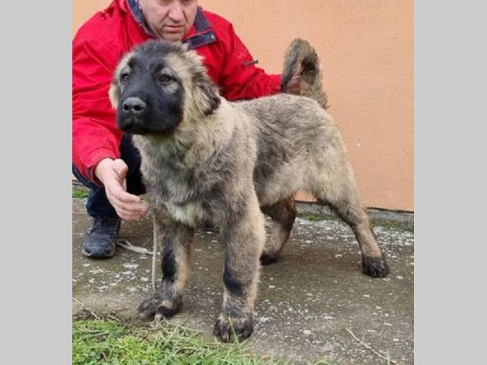 kavkasi ovčar štenci besplatni mali oglasi