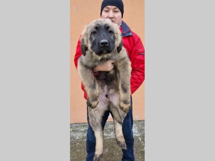 kavkasi ovčar štenci besplatni mali oglasi