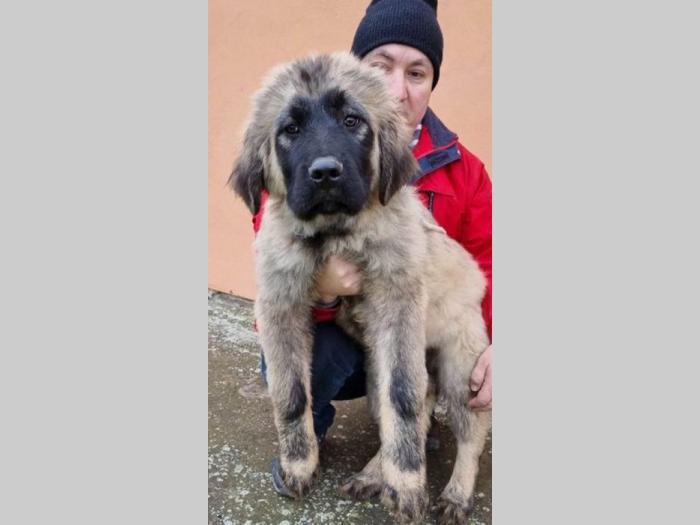 kavkasi ovčar štenci besplatni mali oglasi