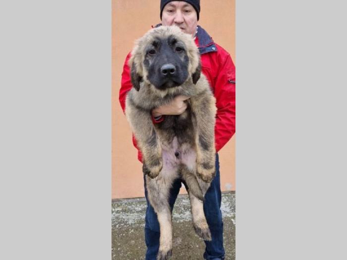 kavkasi ovčar štenci besplatni mali oglasi